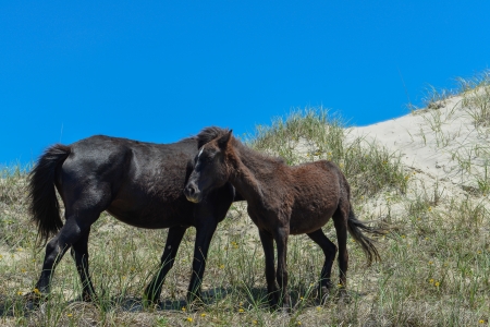 spanish mustangs wild horses on the dunes in north carolinaの写真素材