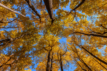 The sky cloudless and the sun through the branches of a tree in autumn from the bottomの写真素材