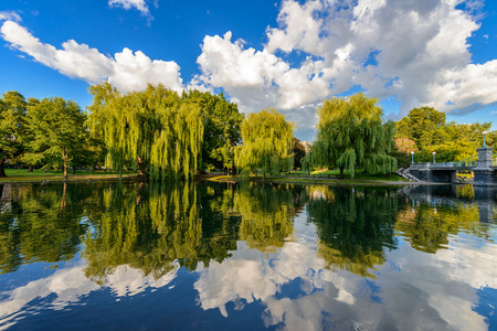 Weeping willow trees and a pond in the Boston Public Garden.の写真素材