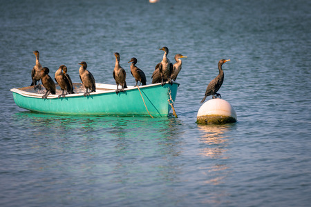 Group of cormorants resting on the boatの写真素材
