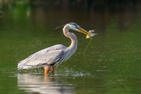 The grey heron (Ardea cinerea) with caught fishの写真素材
