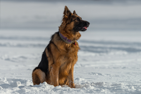 German shepherd dog sitting on snow in winter dayの写真素材