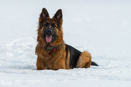 German shepherd dog sitting on snow in winter dayの写真素材