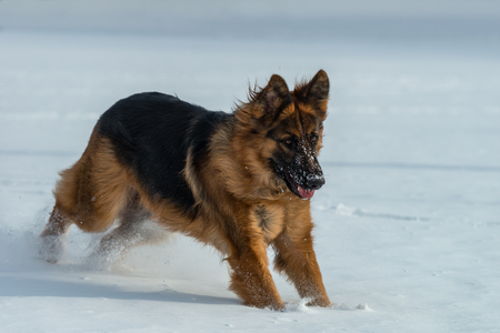 German shepherd jumps and runs in the snowの写真素材
