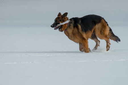 German shepherd jumps and runs in the snowの写真素材