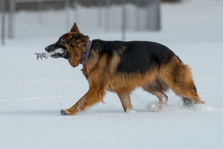 German shepherd jumps and runs in the snowの写真素材