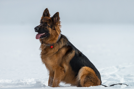 German shepherd dog sitting on snow in winter dayの写真素材