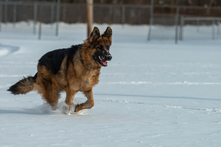 German shepherd jumps and runs in the snowの写真素材