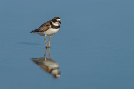 Semipalmated Plover, Charadrius semipalmatusの写真素材