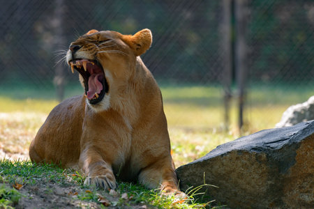 A lioness enjoys the shade on a hot dayの写真素材