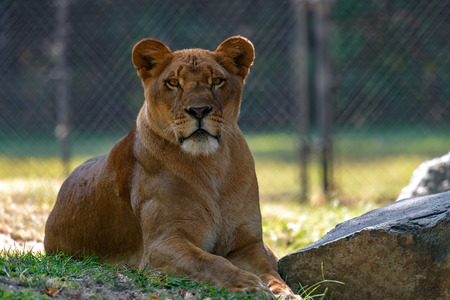 A lioness enjoys the shade on a hot dayの写真素材