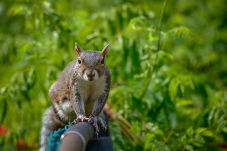 An eastern gray squirrel rests on a tree branchの写真素材