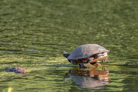 Red-eared slider turtle (Trachemys scripta elegans) basks in the sunの写真素材
