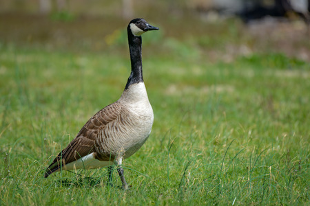 Canada goose, Branta canadensis. Wildlife animal. close-upの写真素材