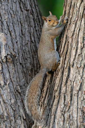 An eastern gray squirrel rests on a tree branchの写真素材
