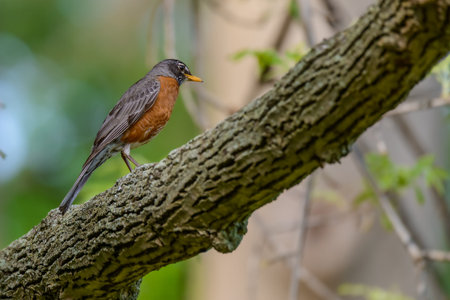 An American Robin (Turdus migratorius) perched in a tree.の写真素材