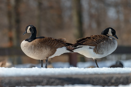 Canada goose, Branta canadensis. Wildlife animal. close-upの写真素材