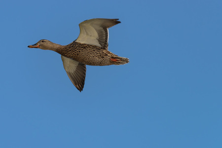 Mottled Duck (Anas fulvigula) flies over the lakeの写真素材