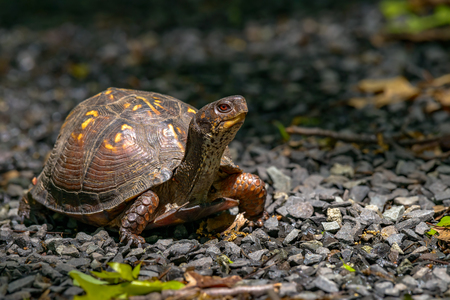 Box Turtle (Terrapene carolina) in the woodlands of northern jerseyの写真素材