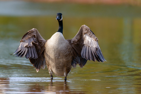 Canada goose, Branta canadensis. Wildlife animal. close-upの写真素材