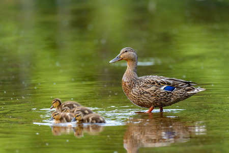 Couple Mallard Ducks (Anas platyrhynchos)の写真素材