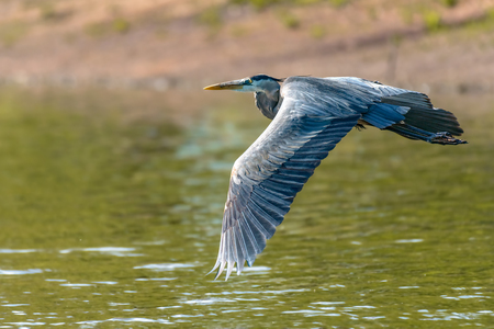 Great Blue Heron (Ardea cinerea) flying over the riverの写真素材