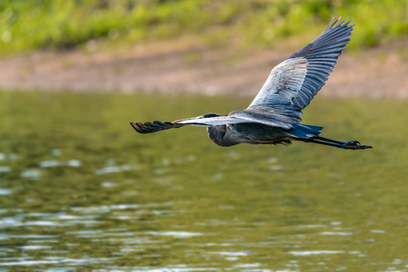 Great Blue Heron (Ardea cinerea) flying over the riverの写真素材