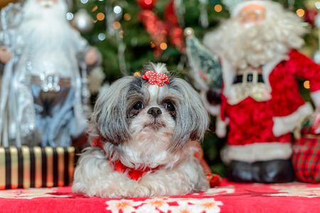 female shih tzu dog in christmas outfitの写真素材