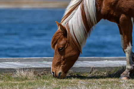 Mustang wild horse in  Assateague Park -Marylandの写真素材
