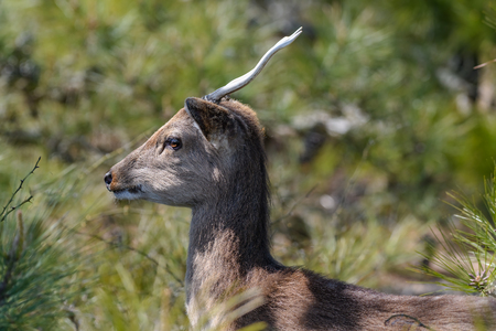 A Whitetail Deer stands tall in the forestの写真素材