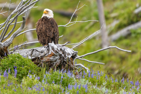 American bald eagle in a cottonwood tree at  Yellowstone National Parkの写真素材