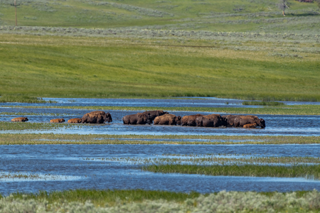 American Bison in the Lamar Valley of Yellowstone National Park USAの写真素材