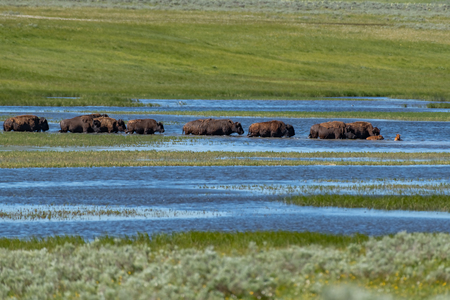 American Bison in the Lamar Valley of Yellowstone National Park USAの写真素材