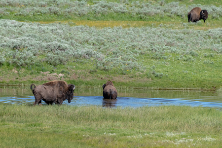American Bison in the Lamar Valley of Yellowstone National Park USAの写真素材