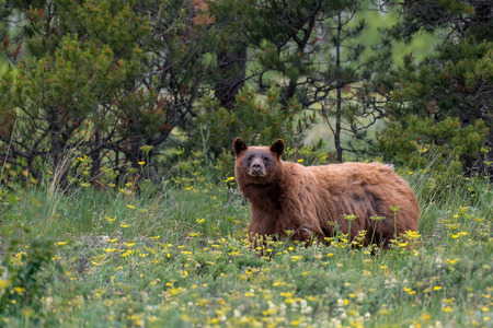 American black bear (Ursus americanus)  Glacier National Park, Montanaの写真素材