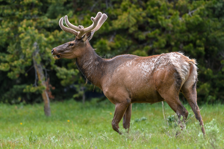 Male Elk with huge antlers is eating grass along the road at Yellowstone National Park USAの写真素材
