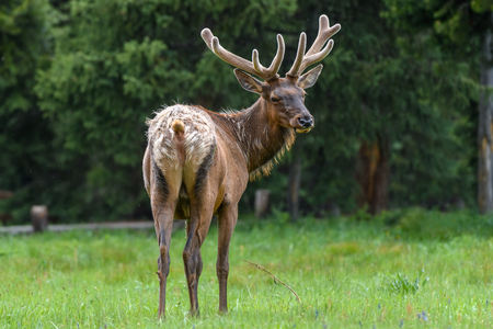 Male Elk with huge antlers is eating grass along the road at Yellowstone National Park USAの写真素材