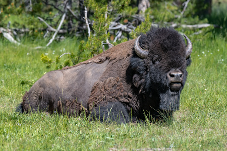 American Bison in the Lamar Valley of Yellowstone National Park USAの写真素材