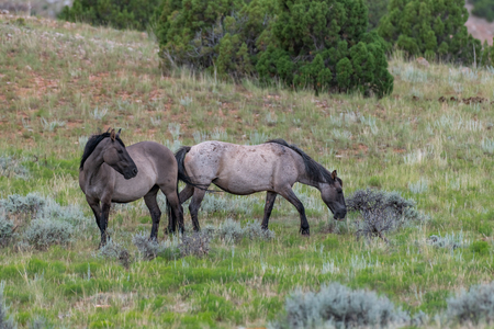 Wild Horses in the Pryor Mountains Wild Horse Range in Montana - Wyoming USAの写真素材