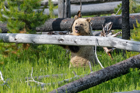 Young Grizzly Bear in Yellowstone National Park Wyoming.の写真素材