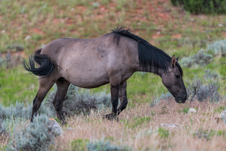 Wild Horses in the Pryor Mountains Wild Horse Range in Montana - Wyoming USAの写真素材