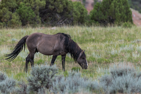 Wild Horses in the Pryor Mountains Wild Horse Range in Montana - Wyoming USAの写真素材