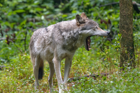Close-up portrait of gray wolf (Canis lupus) with blurred background. Beautiful predator timber or western wolfの写真素材