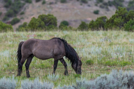 Wild Horses in the Pryor Mountains Wild Horse Range in Montana - Wyoming USAの写真素材