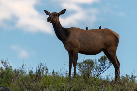 Female Elk  is eating grass along the road at Yellowstone National Park USAの写真素材