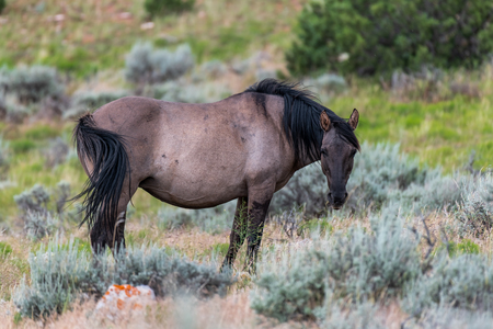 Wild Horses in the Pryor Mountains Wild Horse Range in Montana - Wyoming USAの写真素材