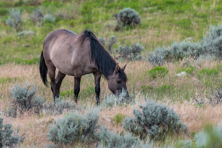 Wild Horses in the Pryor Mountains Wild Horse Range in Montana - Wyoming USAの写真素材