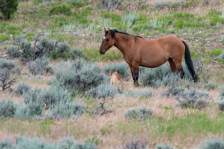 Wild Horses in the Pryor Mountains Wild Horse Range in Montana - Wyoming USAの写真素材