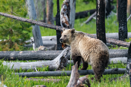 Young Grizzly Bear in Yellowstone National Park Wyoming.の写真素材