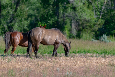 Wild Horses in the Pryor Mountains Wild Horse Range in Montana - Wyoming USAの写真素材